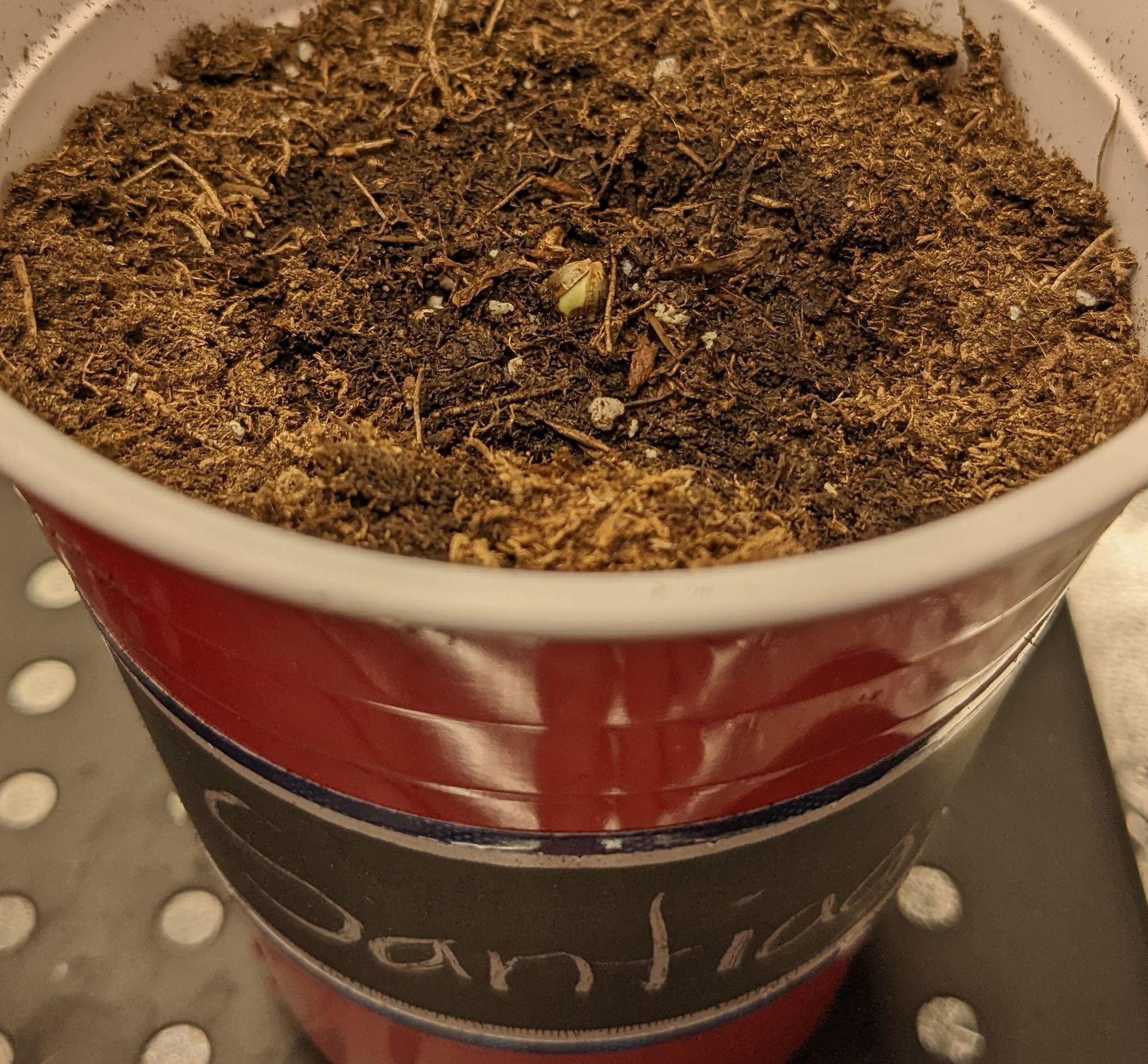 Grow 3, Day 1