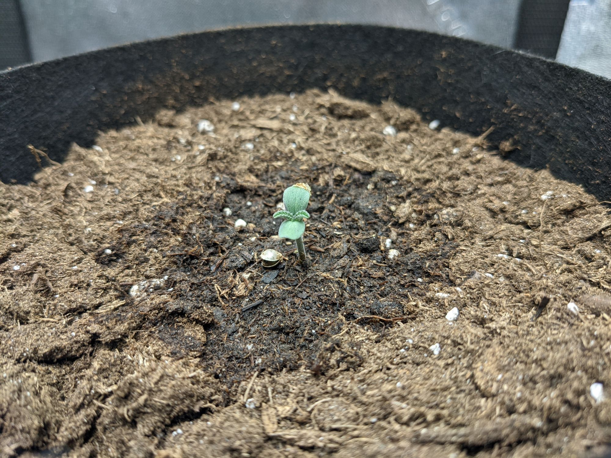 Grow 3, Day 2