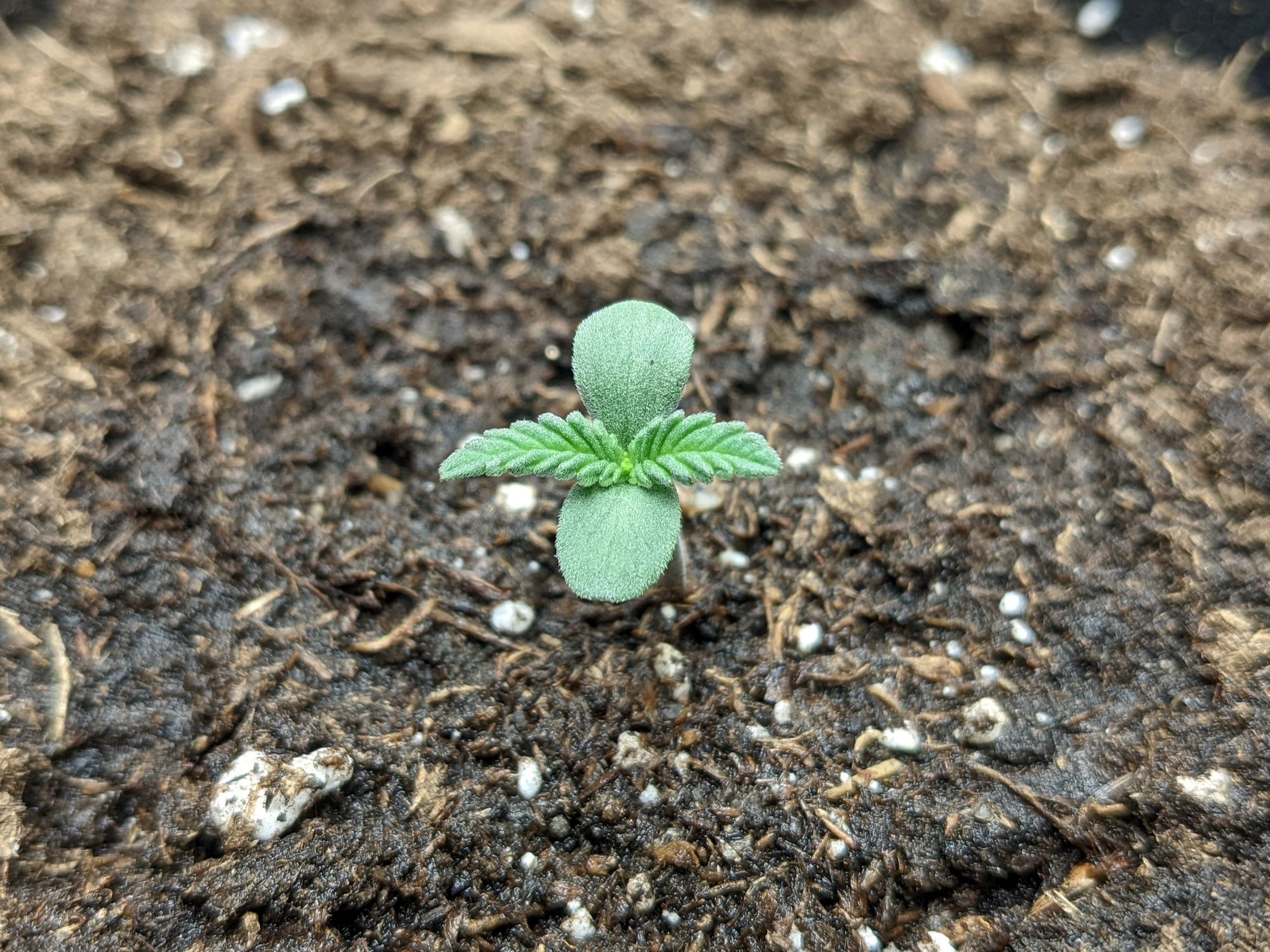 Grow 3, Day 3