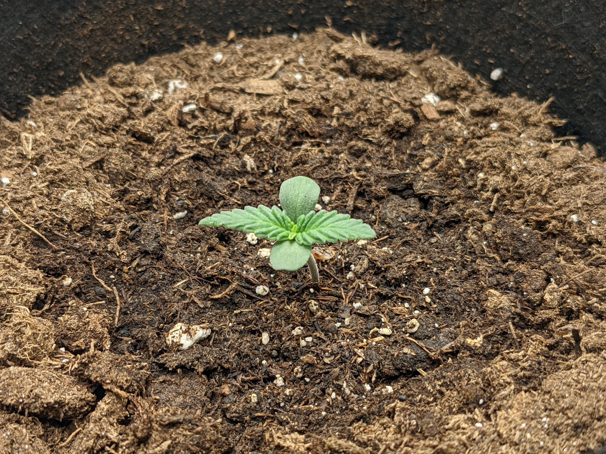 Grow 3, Day 4