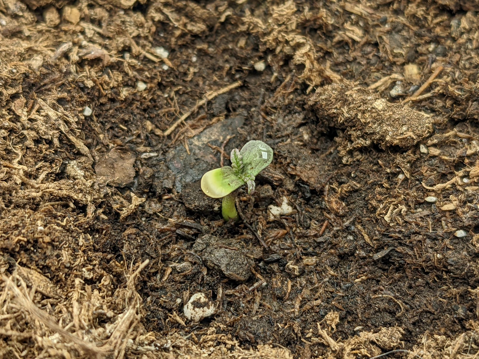 Grow 3, Day 5