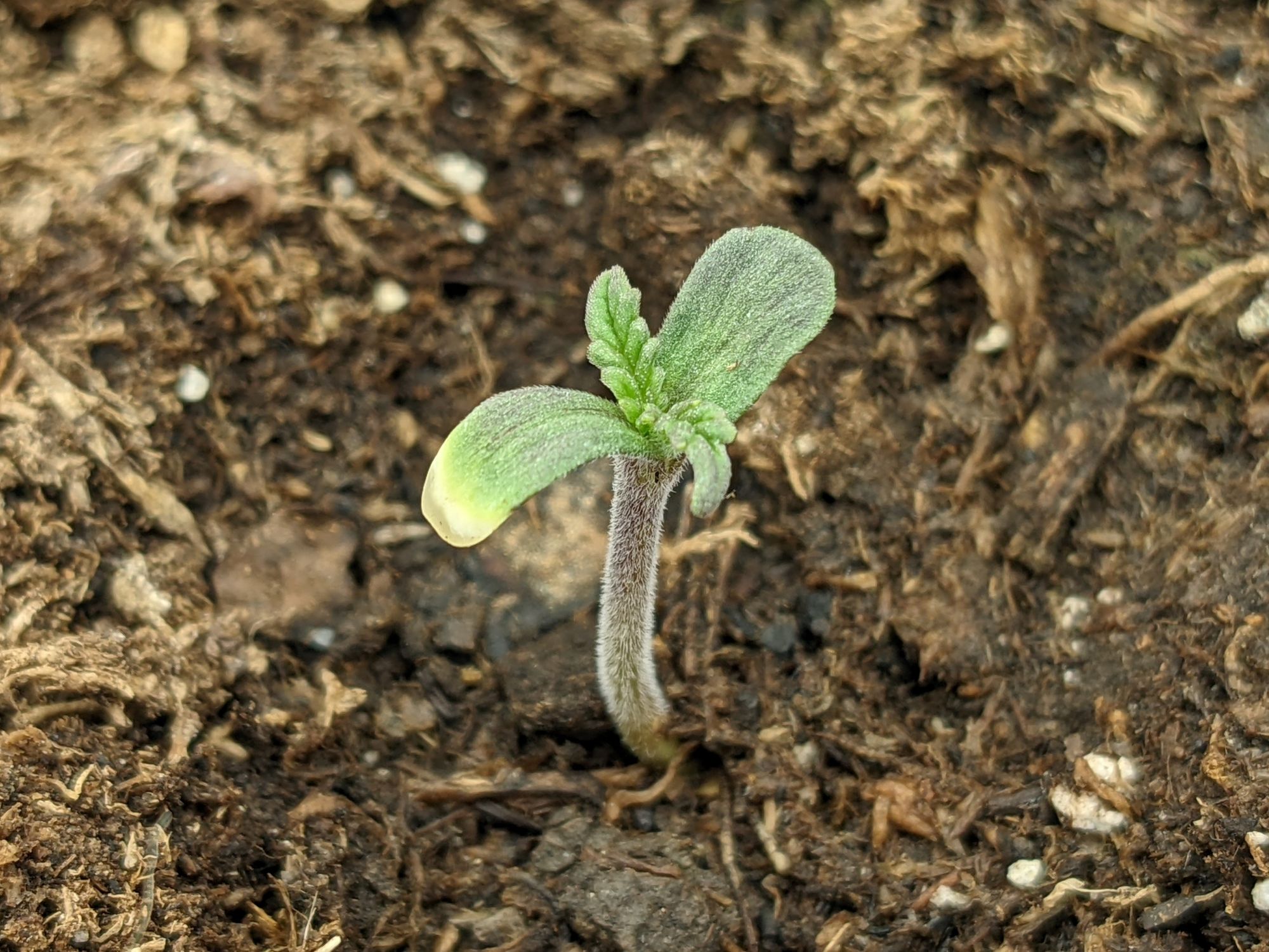 Grow 3, Day 6