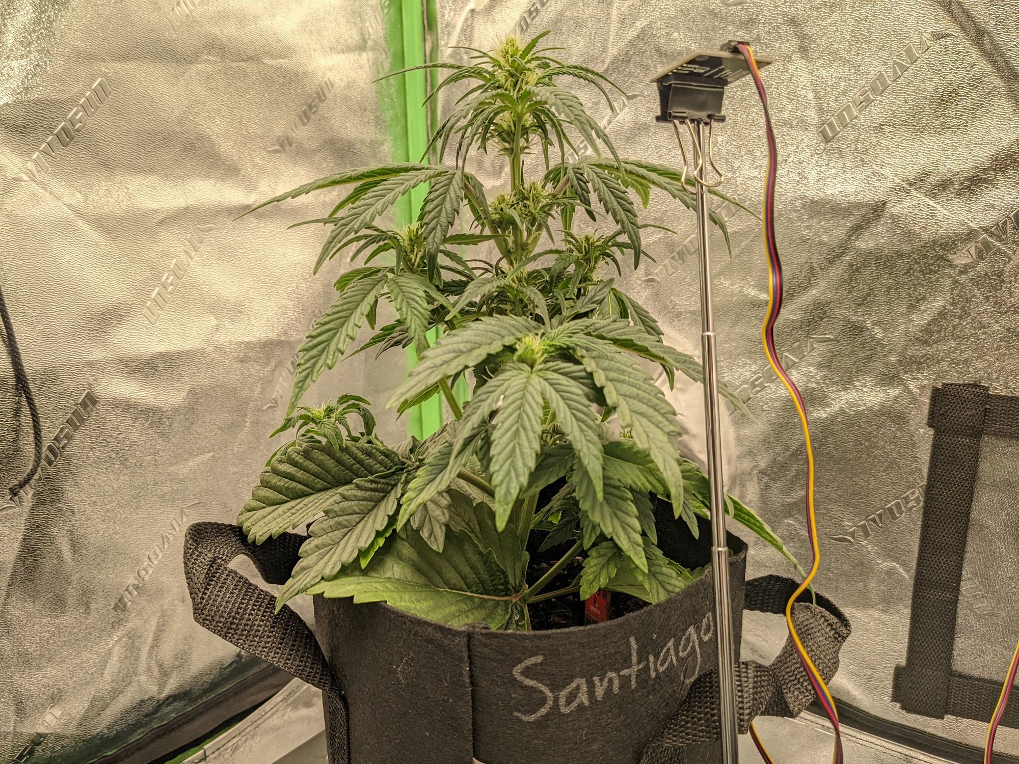 Grow 3, day 27