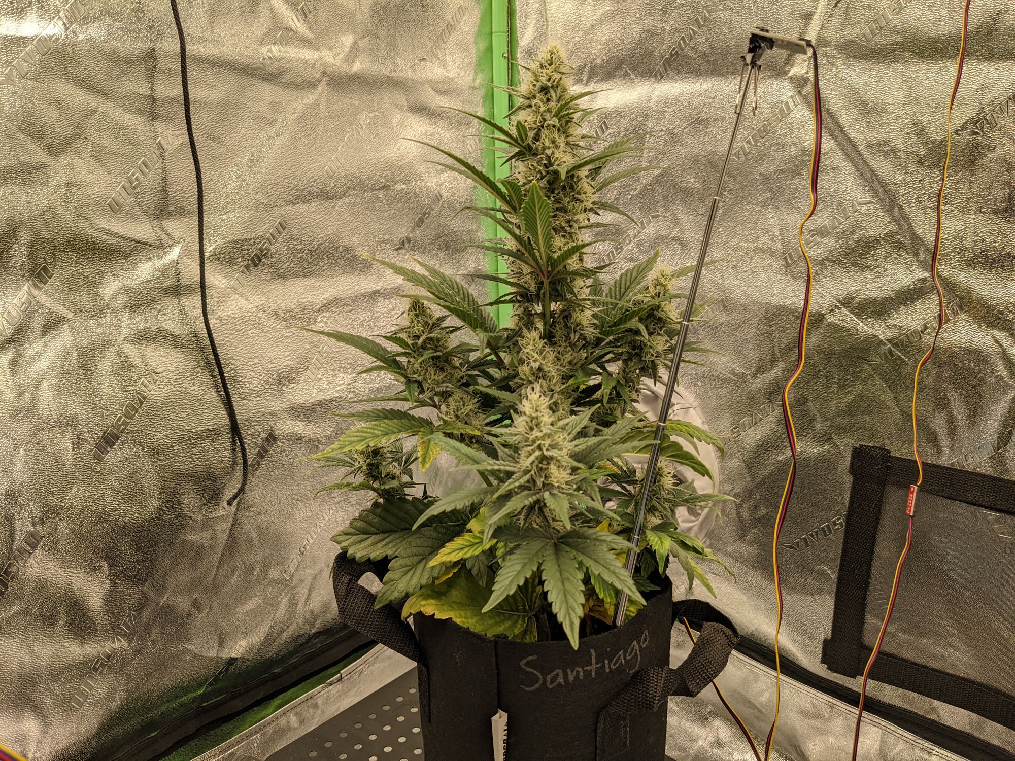 Grow 3, day 42