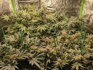 Day 130 - Happy New Year!