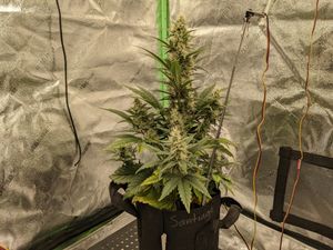Grow 3, day 42