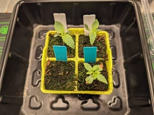 Grow 4 Ended, Grow 5 Starting